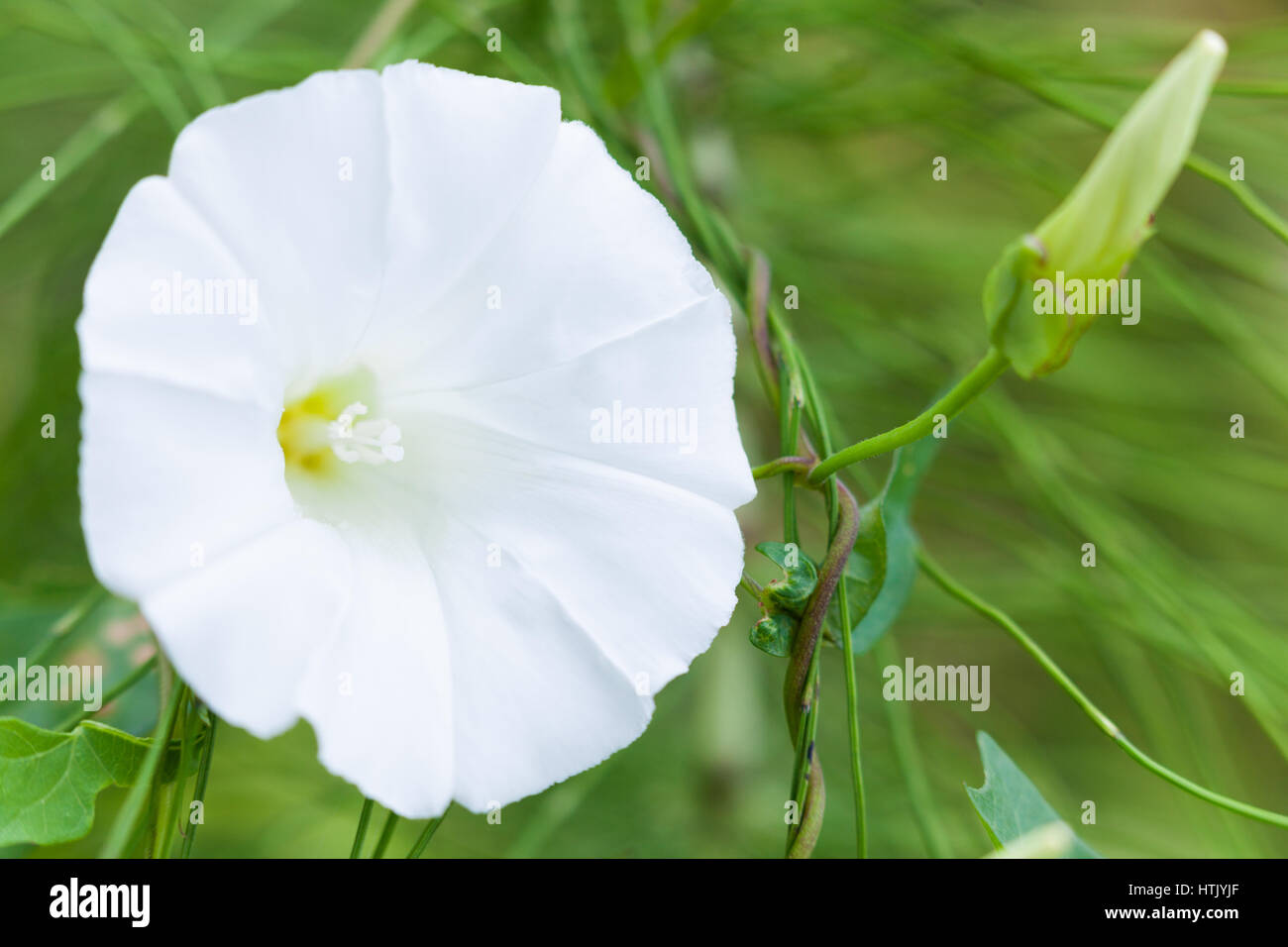 Fiore bianco Convolvulus arvense (campo centinodia) Foto Stock