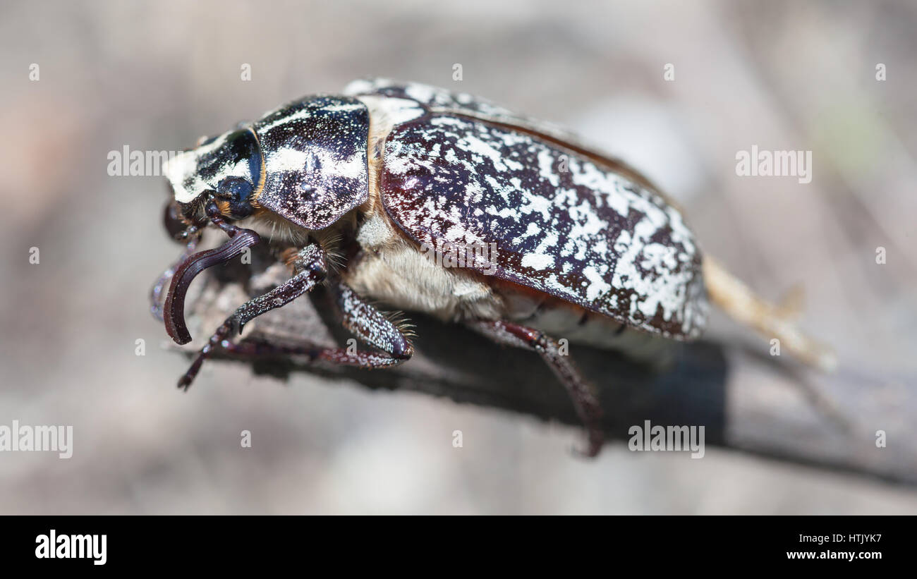 Polyphylla fullo è un coleottero appartenente alla famiglia Scarabaeidae Foto Stock