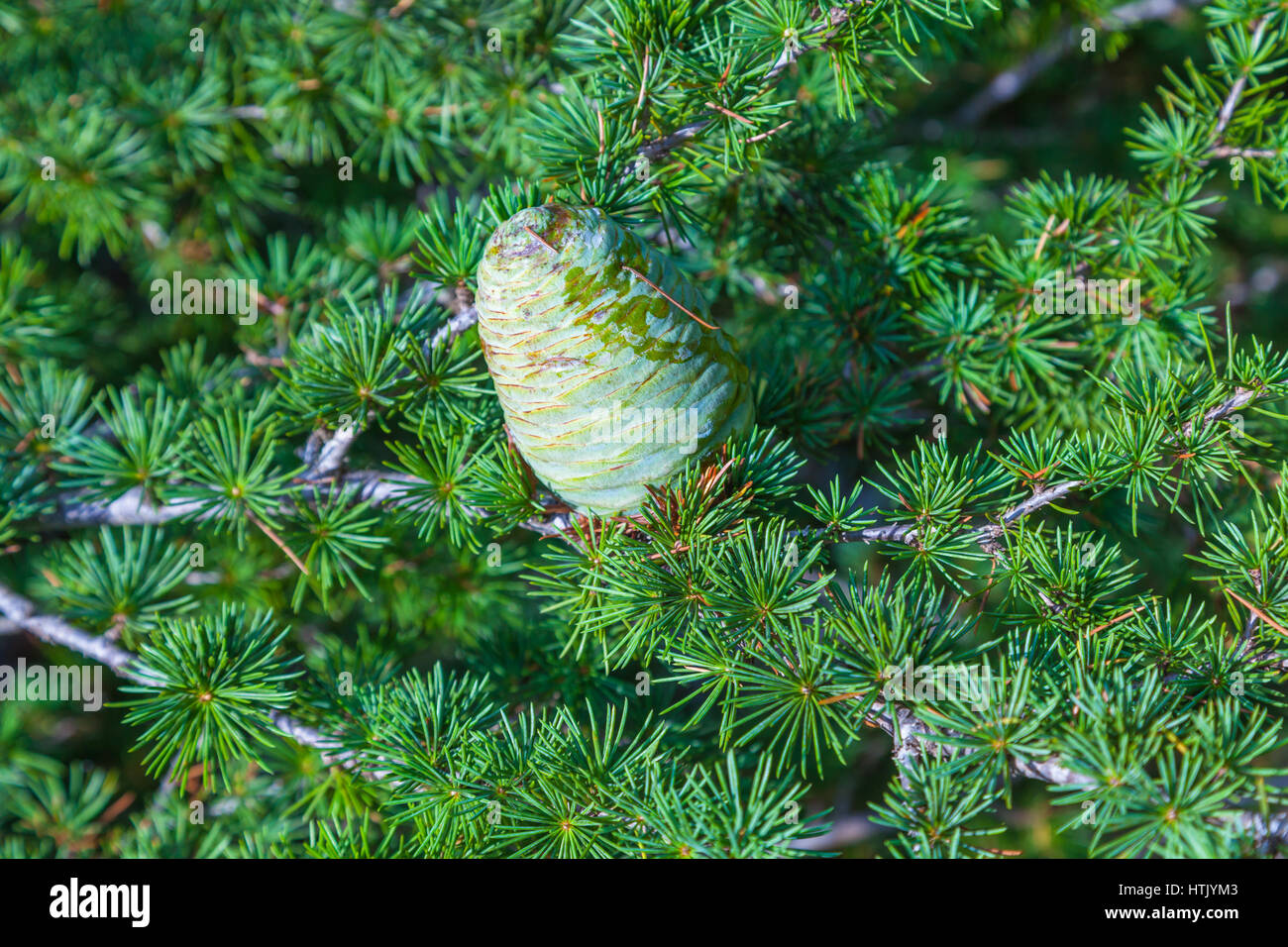 Ramo di abete con cono Foto Stock