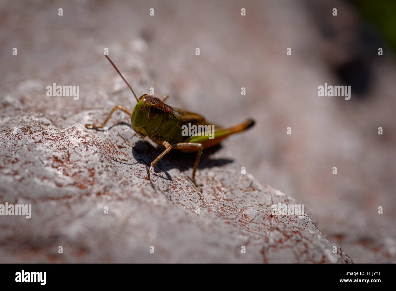 Close up di grasshopper a prendere il sole sulla roccia Foto Stock