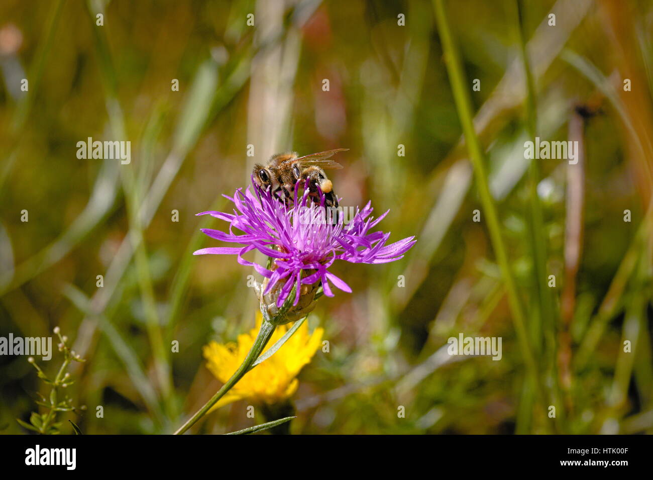 Bee nel processo di impollinazione un viola selvatica di trifoglio rosso (Trifolium pratense) fiore Foto Stock