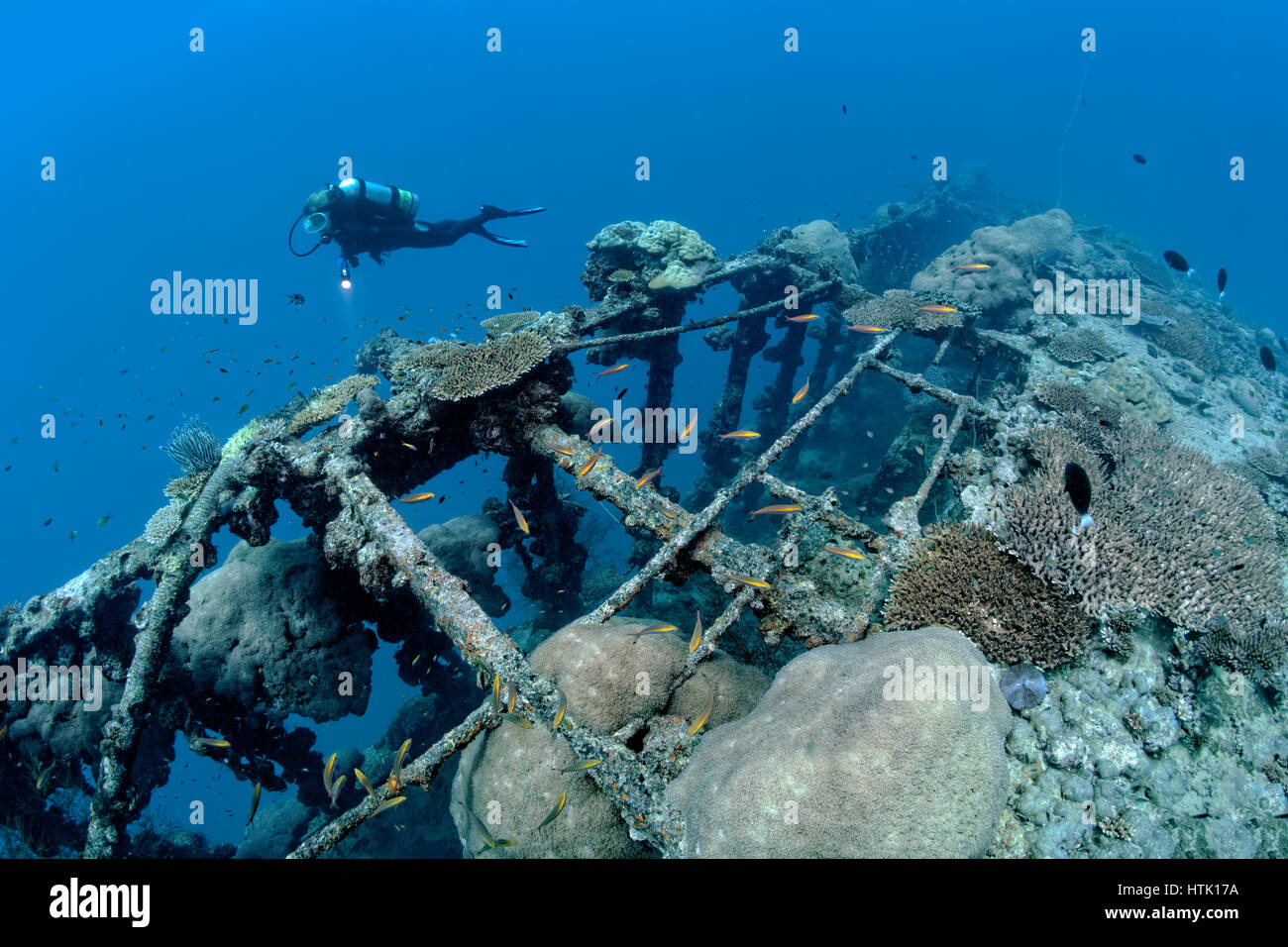 Subacqueo vicino a British lealtà naufragio, ricoperta da coralli, atollo di Addu Senu anche Atoll, Oceano Indiano, Maldive Foto Stock