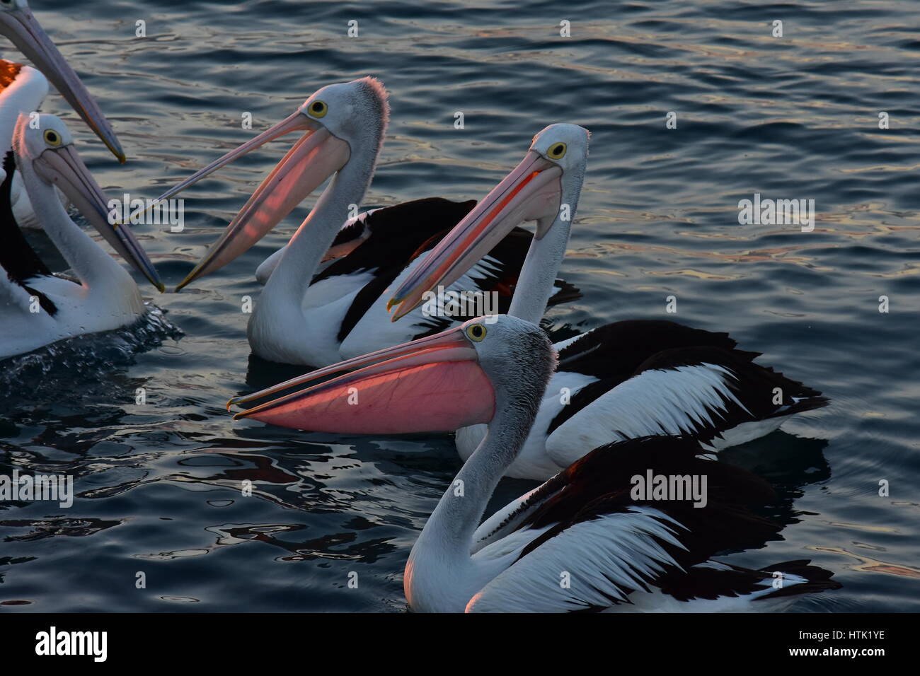 Pellicani australiano Pelecanus conspicillatus su acqua calma superficie nella tarda sera di luce. Foto Stock