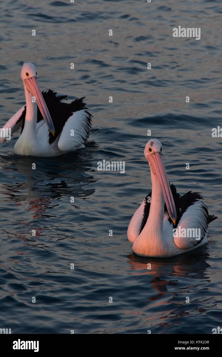 Pellicani australiano Pelecanus conspicillatus su acqua calma superficie nella tarda sera di luce. Foto Stock