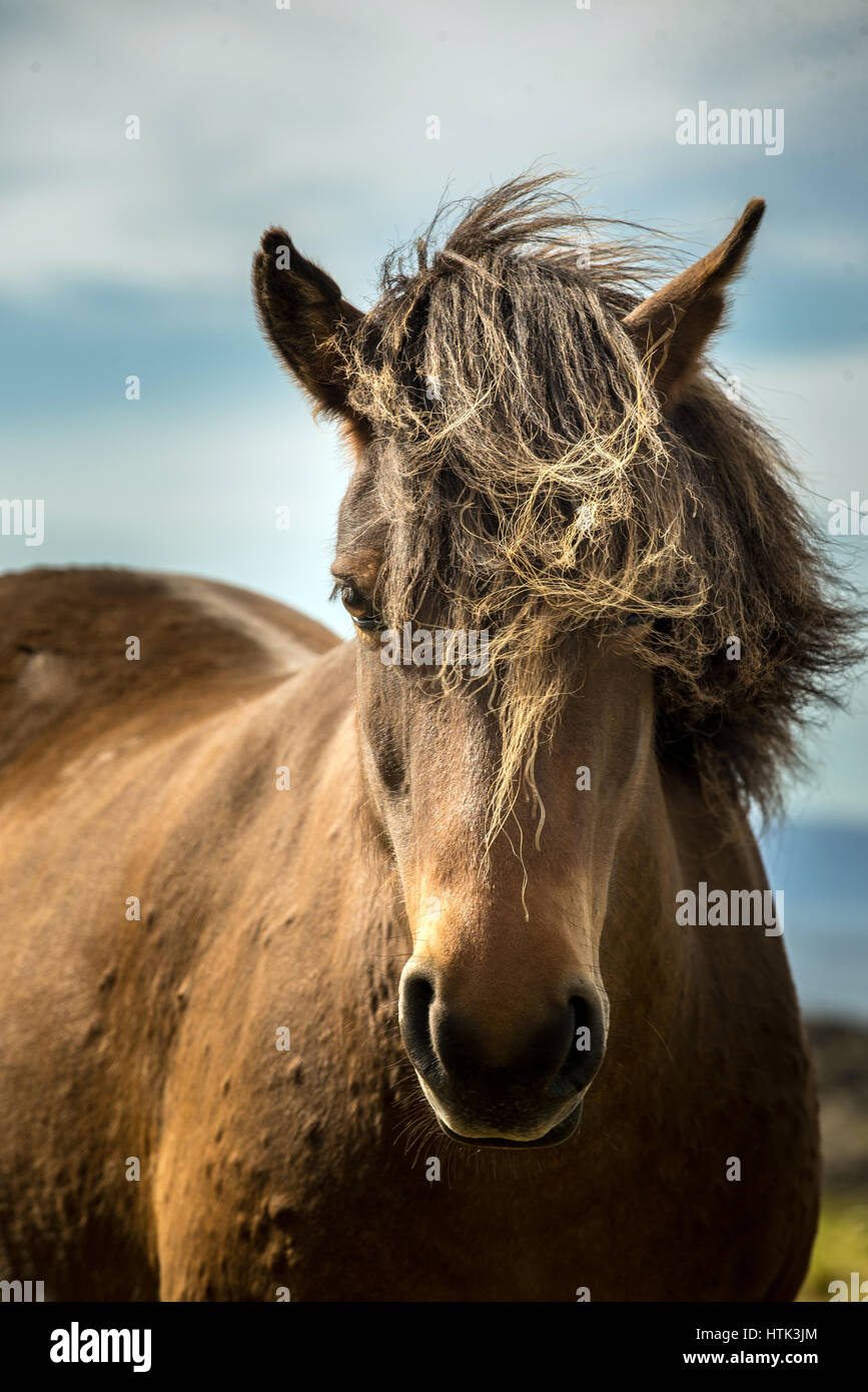 Un ritratto del bel cavallo islandese Foto Stock