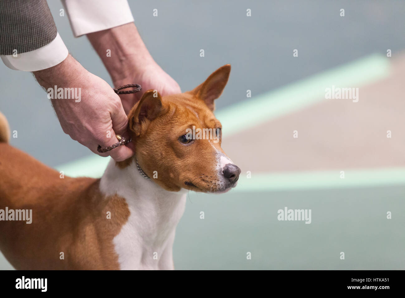 Seattle, Washington DC, Stati Uniti d'America. Undicesimo Marzo 2017. Un Podengo portoghese Pequeno nell'anello in corrispondenza del 2017 Seattle Kennel Club Dog Show. Circa 160 diverse razze di partecipare all'annuale All-Breed dog show al campo CenturyLink Event Center. Credito: Paolo Gordon/Alamy Live News Foto Stock