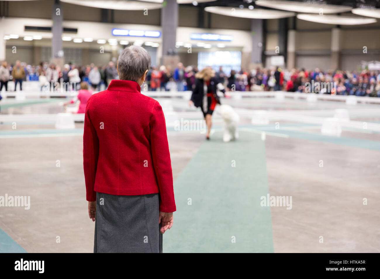 Seattle, Washington DC, Stati Uniti d'America. Undicesimo Marzo 2017. Giudice Jan Brutton osserva un barboncino Standard nell'anello in corrispondenza del 2017 Seattle Kennel Club Dog Show. Circa 160 diverse razze di partecipare all'annuale All-Breed dog show al campo CenturyLink Event Center. Credito: Paolo Gordon/Alamy Live News Foto Stock