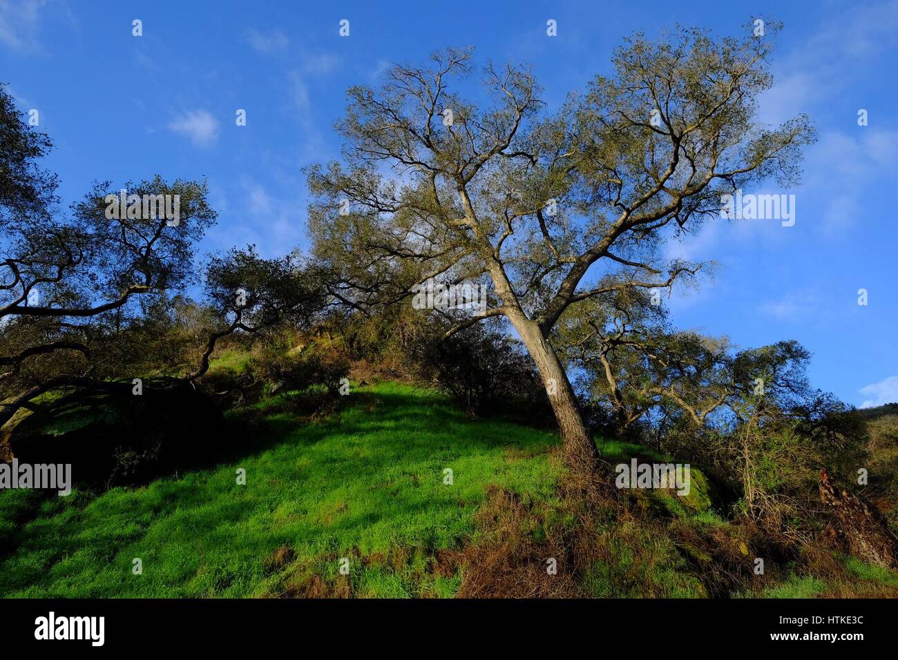 Laguna Beach, California, Stati Uniti d'America. 15 gennaio, 2017. Erba verde e un albero di quercia dopo la pioggia in laguna costa Wilderness Park a San Joaquin sulle colline vicino a Laguna Beach. Sono percorsi per escursioni a piedi e in bicicletta, la zona è una delle ultime sviluppato Canyon costiera nel sud della California. Credito: Ruaridh Stewart/ZUMA filo/Alamy Live News Foto Stock