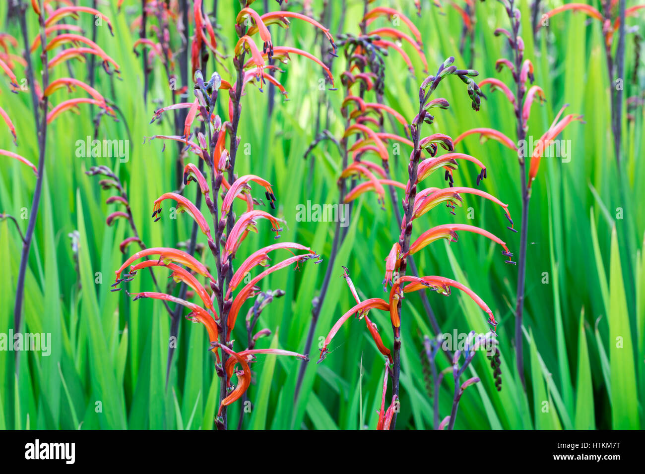 (Crocosmia montbretia), Coppertips, o Stelle Cadenti Foto Stock