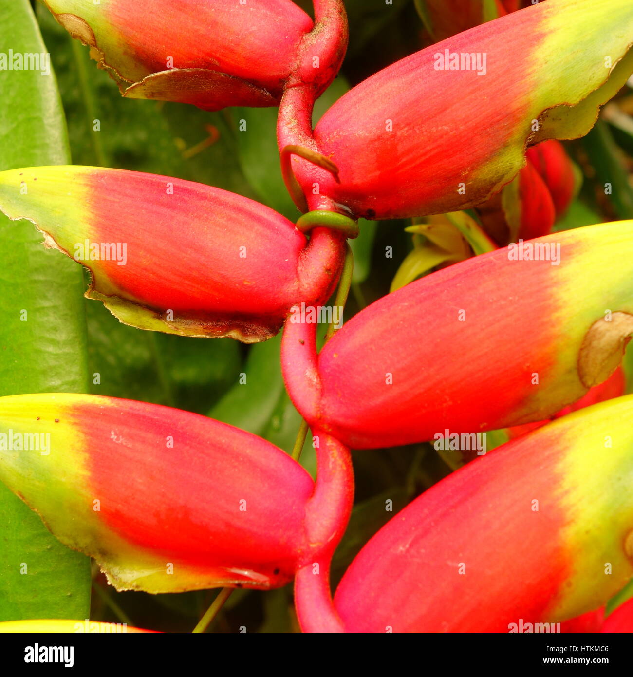 Close-Up di rosso e di giallo fiore Heliconia Foto Stock