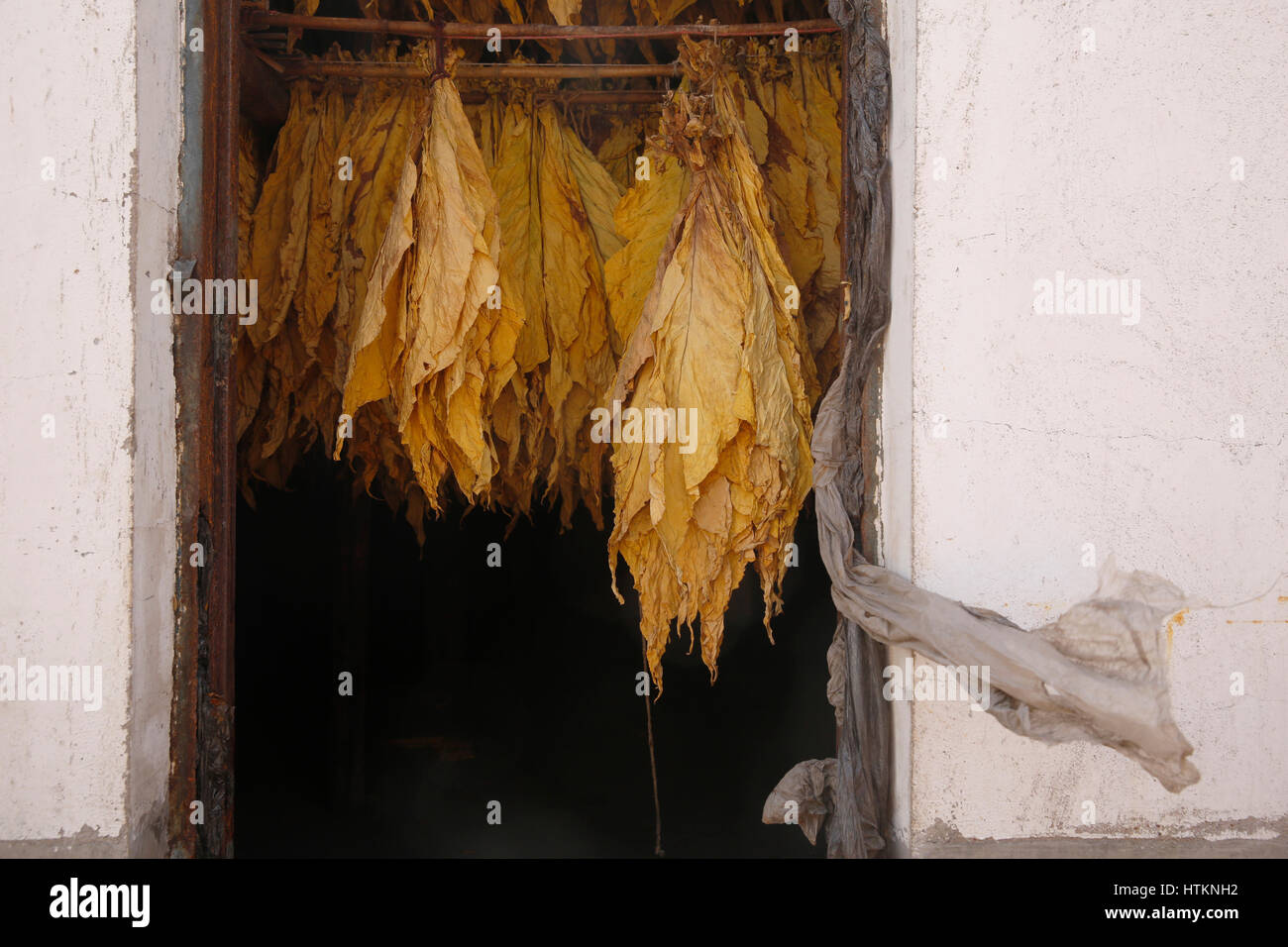 Foglie di tabacco secco mentre appeso in un essiccatore durante il raccolto di tabacco a Dion Tou Village, vicino Shaxi nella provincia di Yunnan in Cina mercoledì 17 agosto, 20 Foto Stock