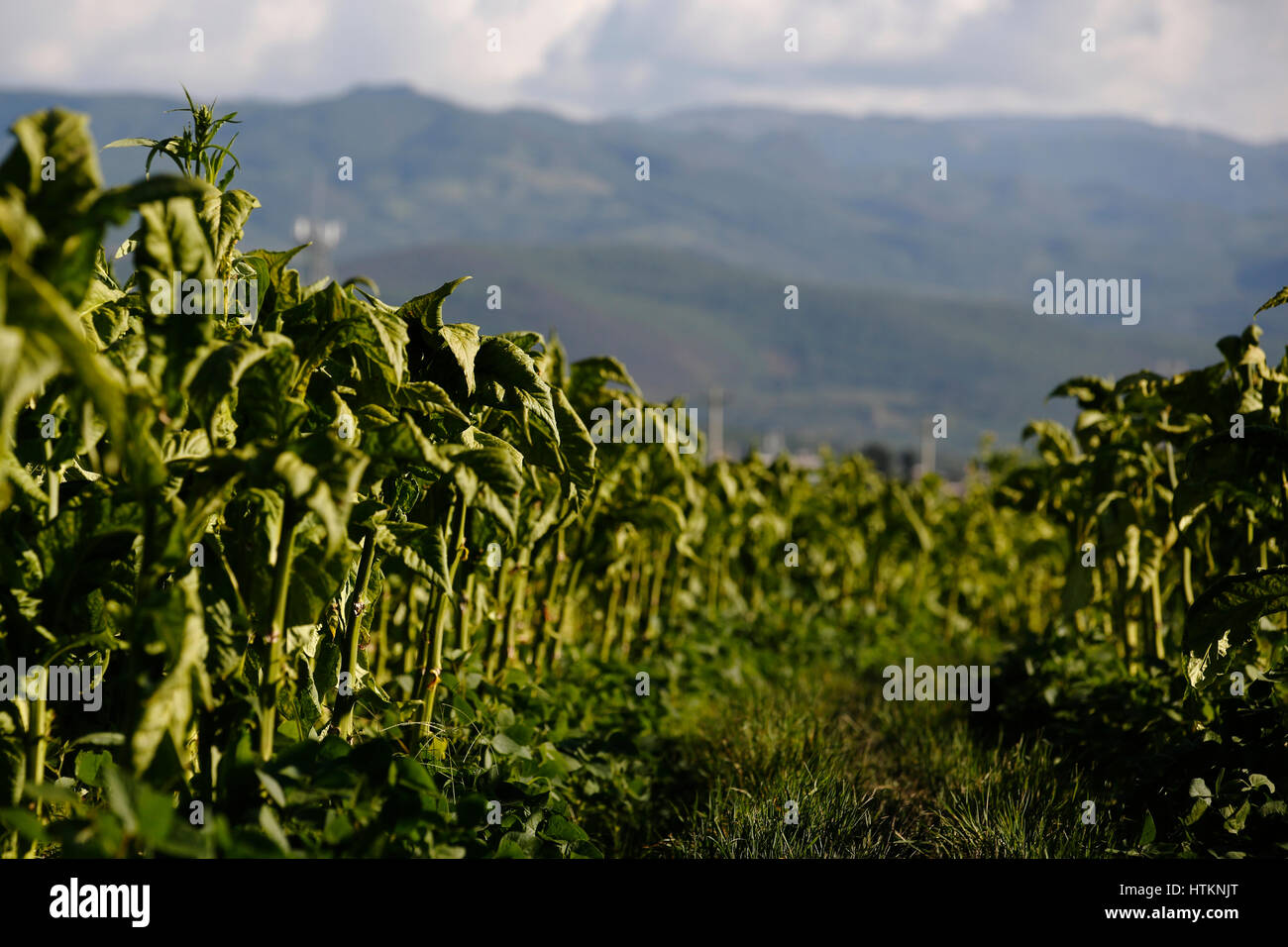 Le piante di tabacco sono illustrati in un campo durante il raccolto di tabacco a Dion Tou Village, vicino Shaxi nella provincia di Yunnan in Cina mercoledì 17 agosto, 2016 Foto Stock