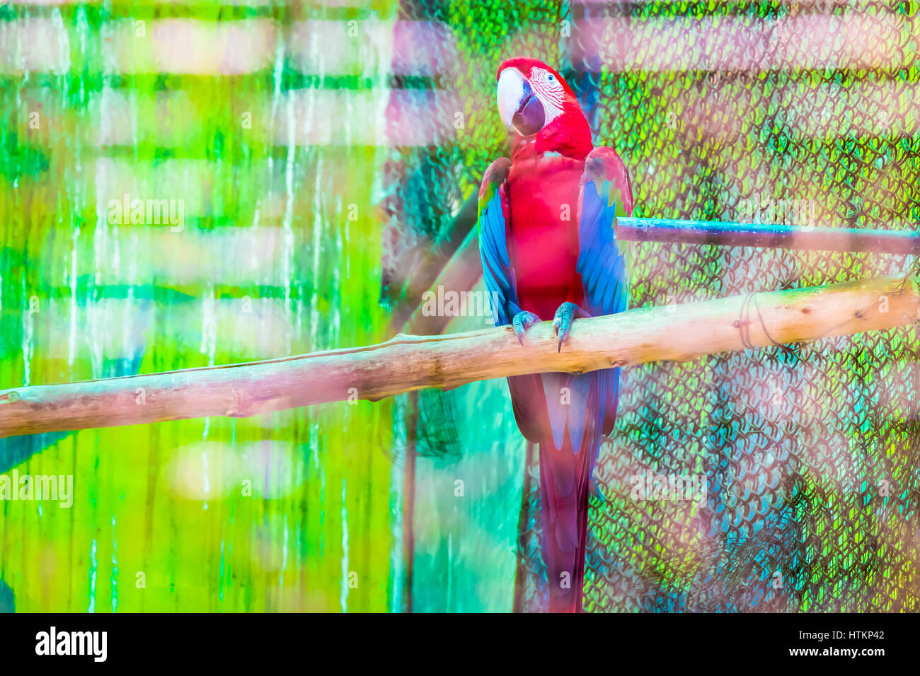 Il rosso e il blu Macaw Foto Stock