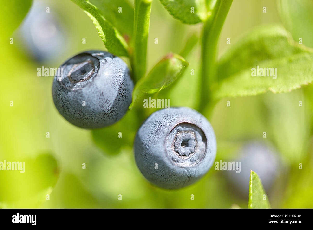 Il mirtillo maturo su una boccola Foto Stock