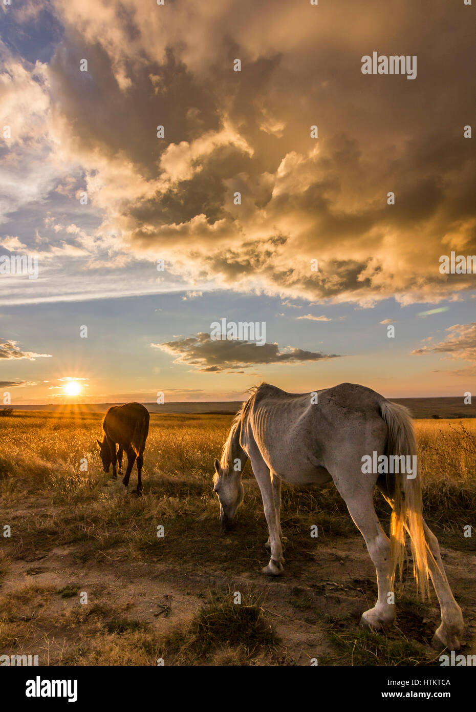 Due bianco e nero cavalli sul prato al tramonto colorato con le nuvole in cielo e sole splendente Foto Stock