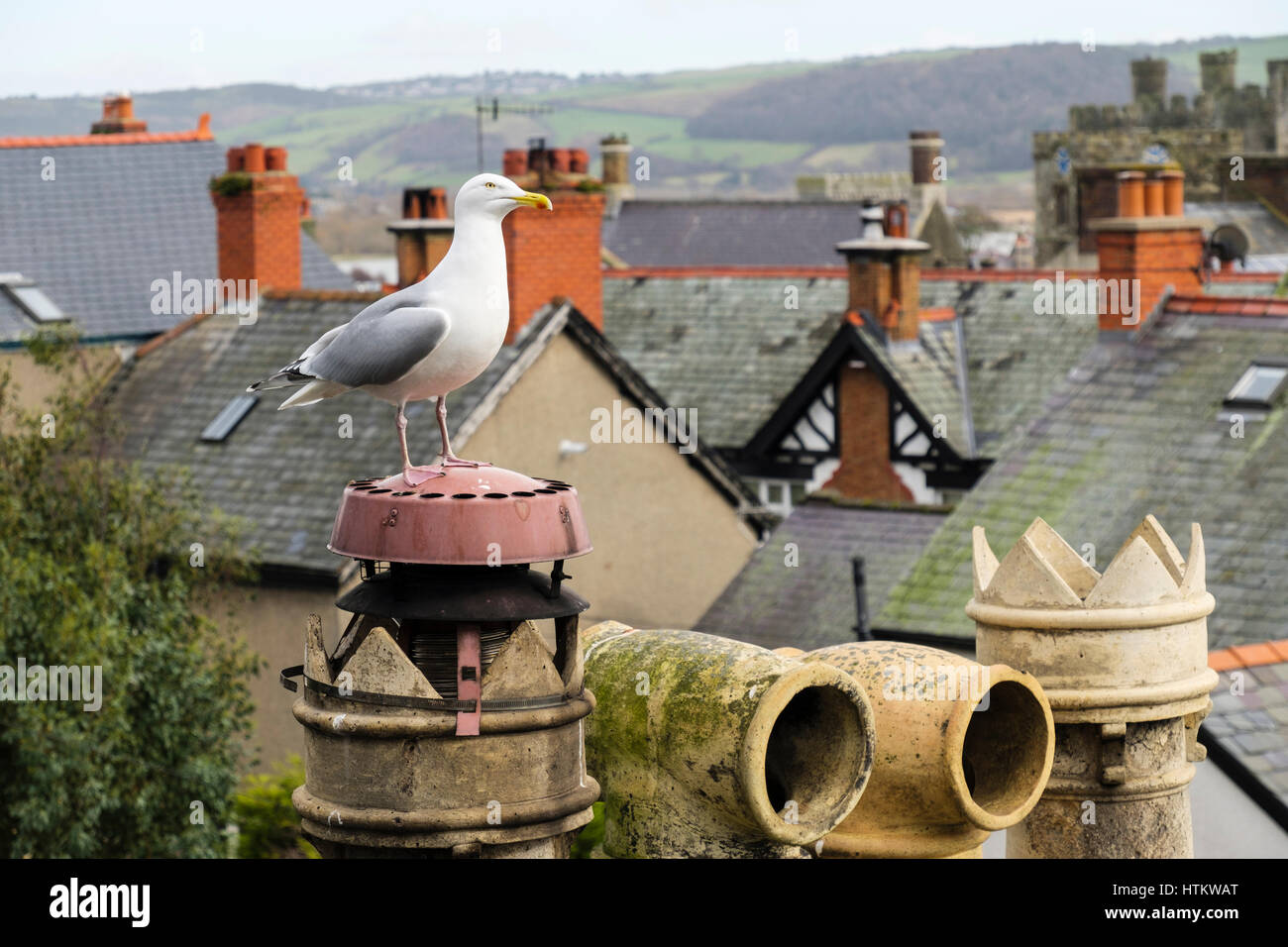 Aringa Gabbiano (Larux argentatus) o Seagull su una casa tetto camino nella cittadina balneare di Conwy, Wales, Regno Unito, Gran Bretagna, Europa Foto Stock