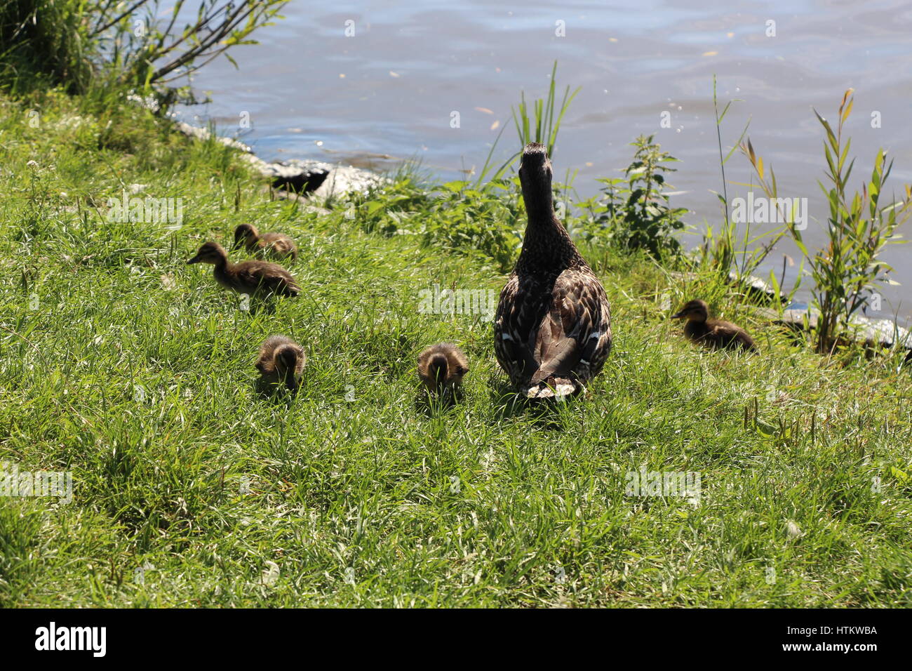 A Praga, una madre-duck era visto tenendo i suoi anatroccoli a camminare sulle aree erbose accanto al fiume Vltava Foto Stock
