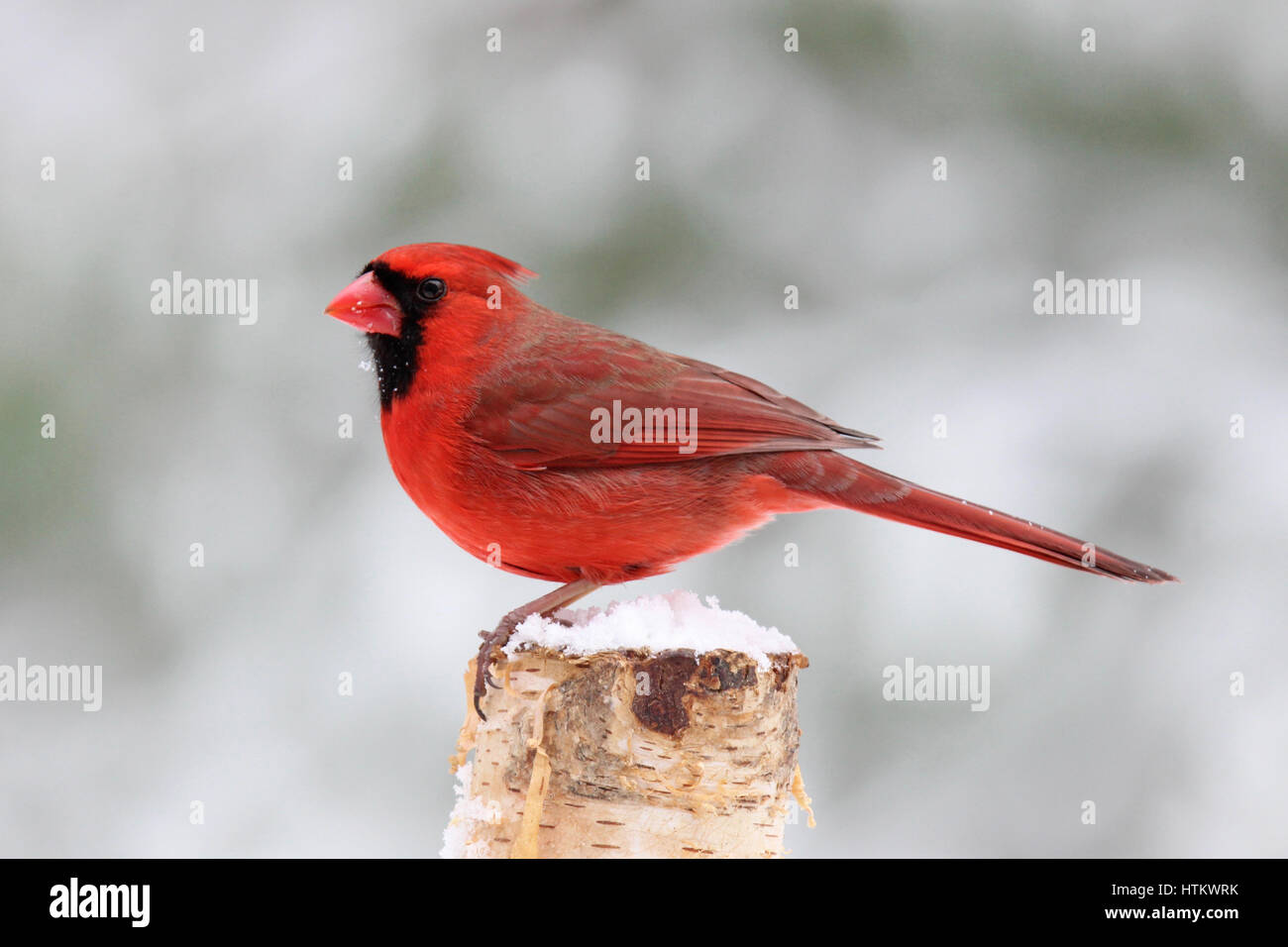 Un luminoso rosso cardinale settentrionale (Cardinalis cardinalis) su un giorno d'inverno. Foto Stock