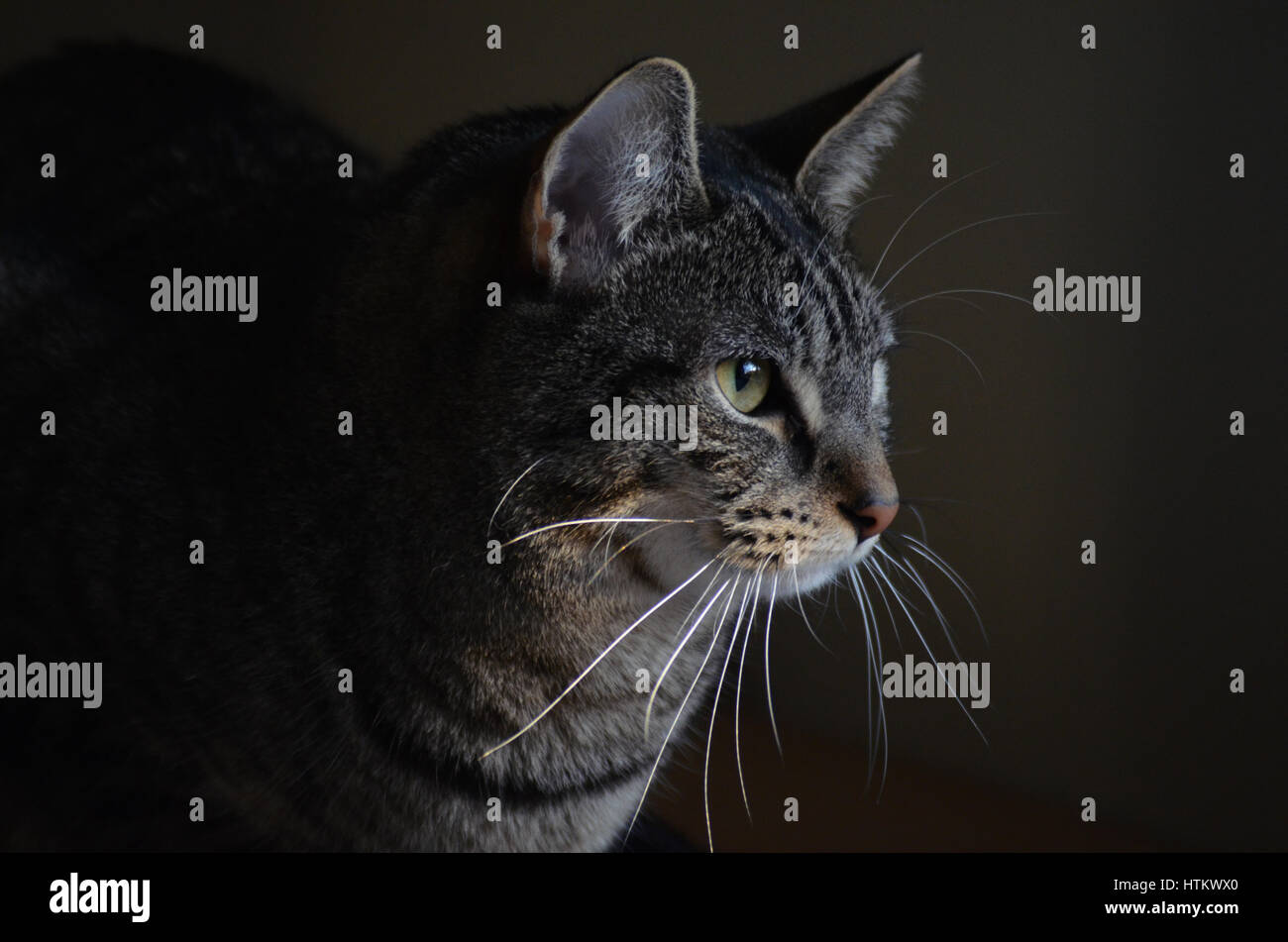 Bellissimo profilo di un grigio tabby cat Foto Stock