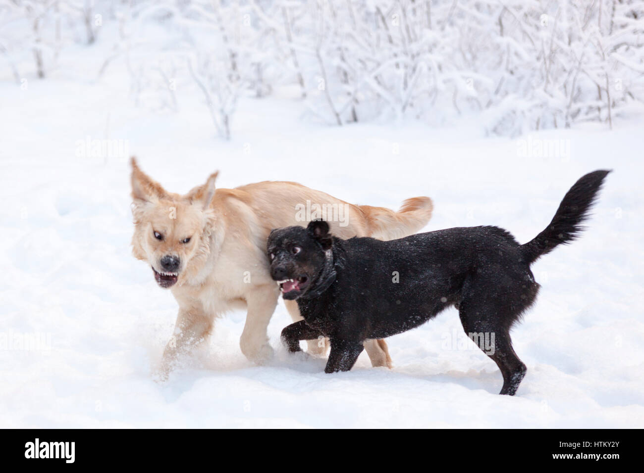 Due cani di taglia grande gioco all'aperto di combattimento in snow modello di rilascio: No. Proprietà di rilascio: Sì (cane nero). Foto Stock