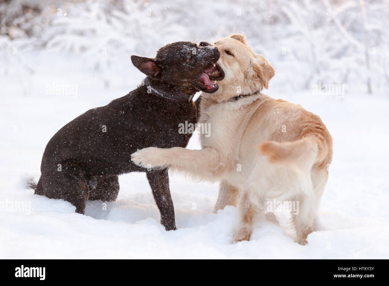 Due cani di taglia grande gioco all'aperto di combattimento in snow modello di rilascio: No. Proprietà di rilascio: Sì (cane nero). Foto Stock