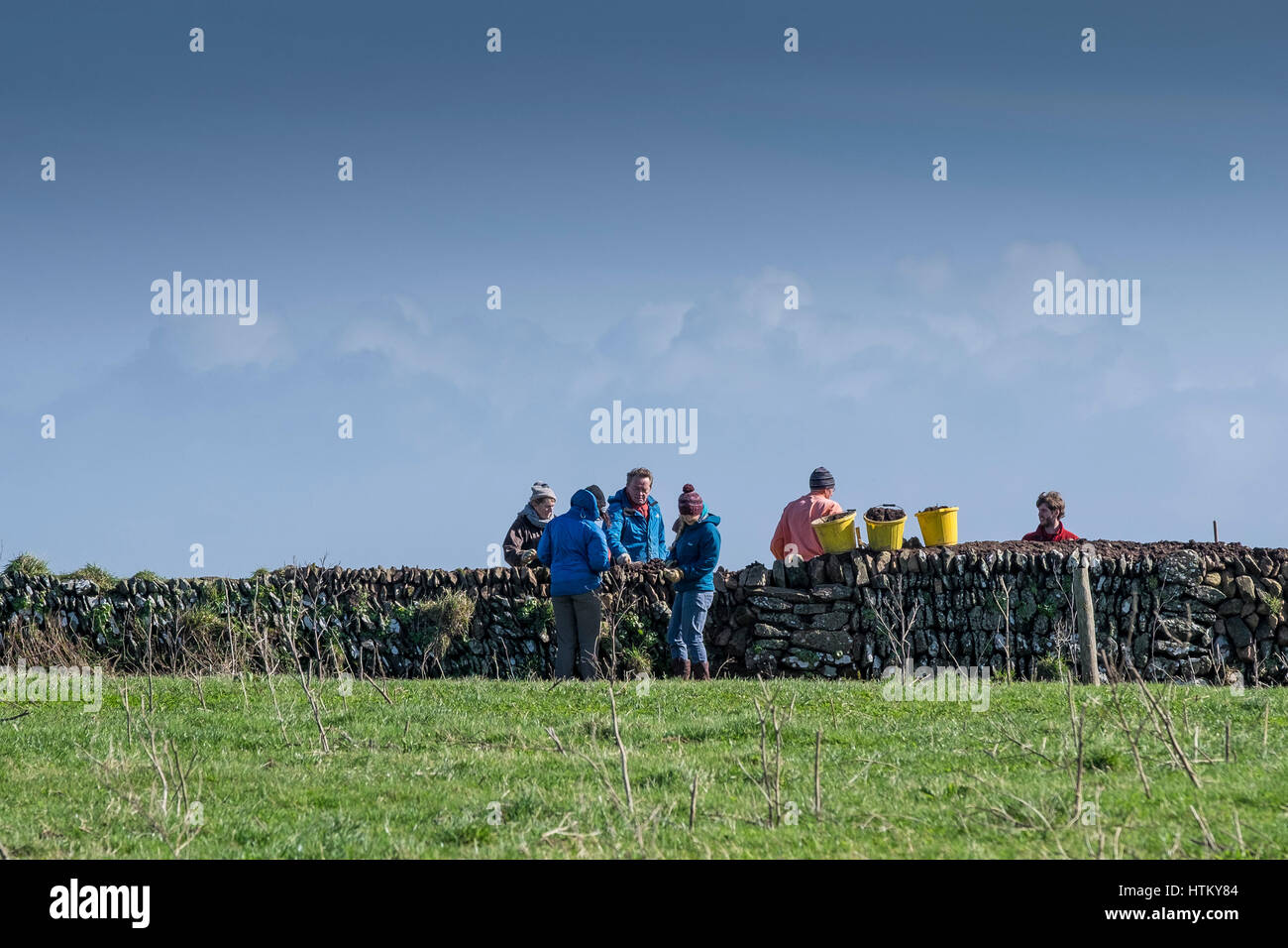 Volontari che aiutano a riparare un muro di pietra in una fattoria sul promontorio di Penire in Cornovaglia. Foto Stock