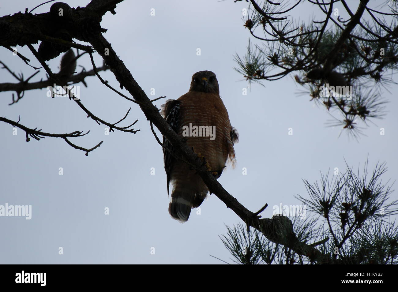 Un falco su una struttura ad albero Foto Stock
