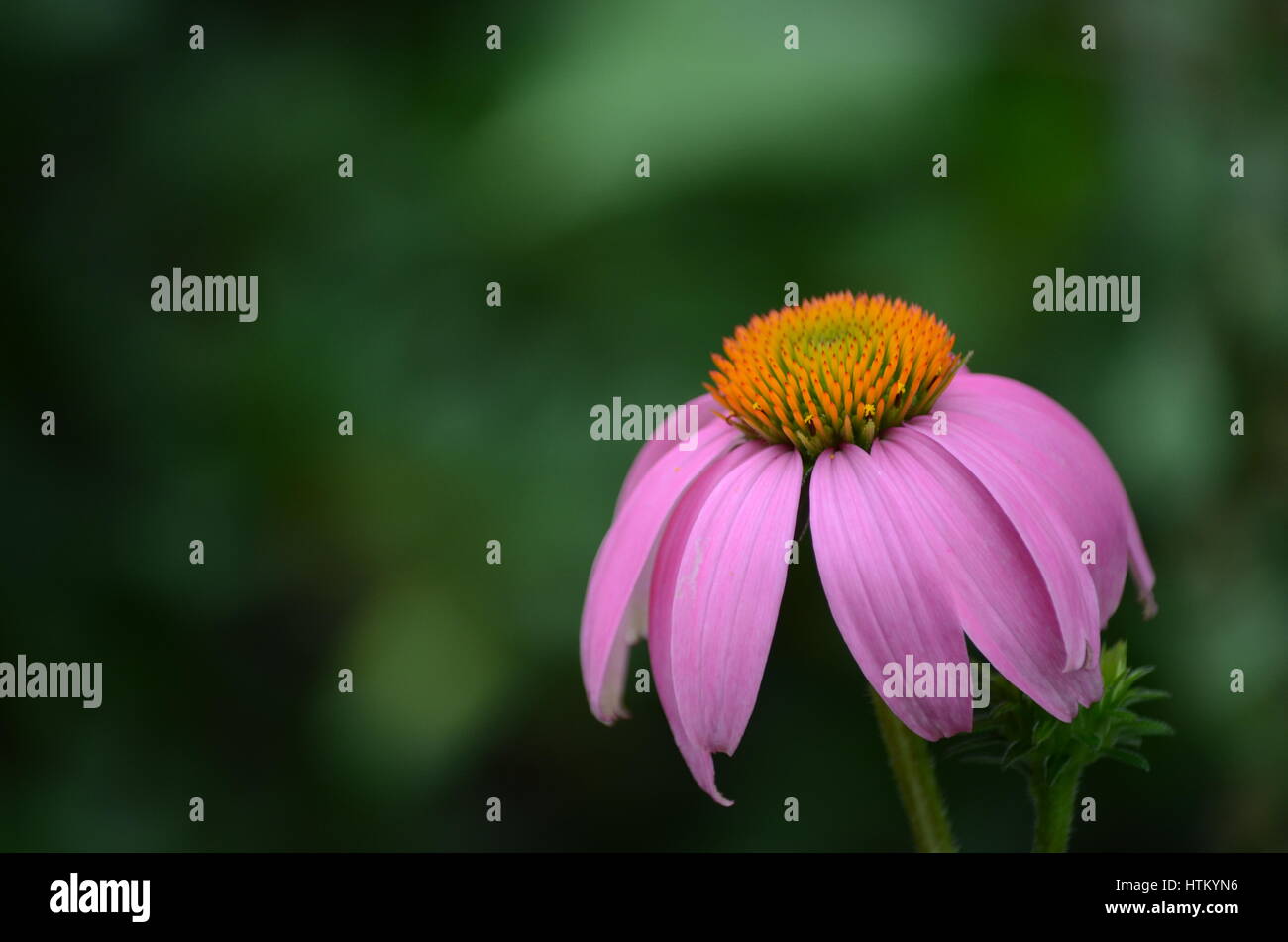 Petali di rosa Foto Stock