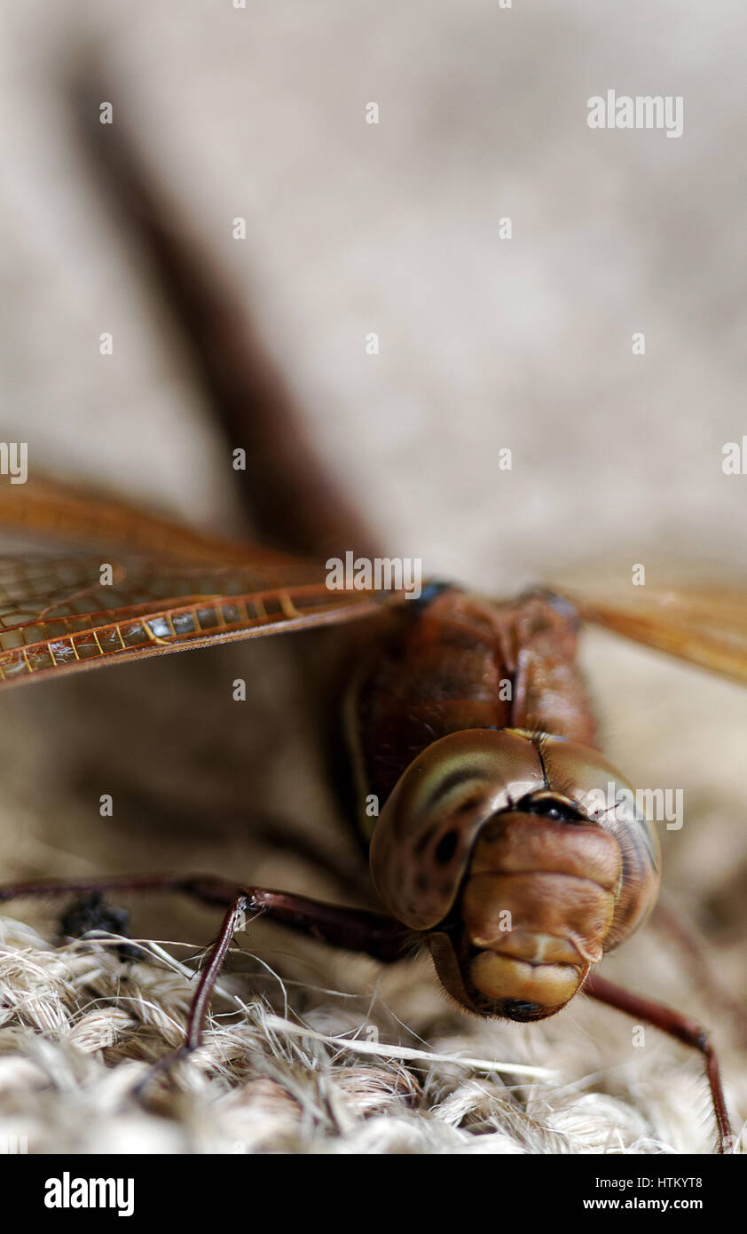 Una libellula è un insetto appartenente all'ordine odonati, sottordine Epiprocta o, in senso stretto, il infraorder Anisoptera. Si tratta di caratterizzare Foto Stock