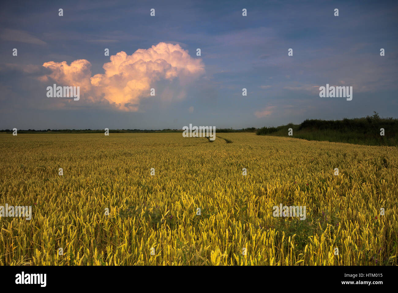 Immagine di un campo di grano in estate Foto Stock