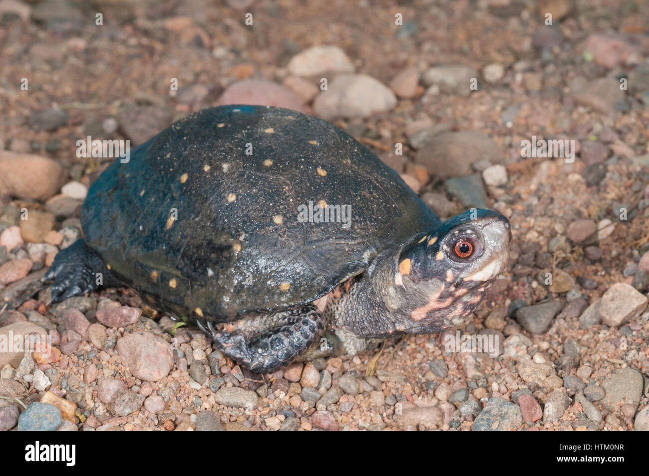 Avvistato tartaruga, Clemmys guttata. La tartaruga è nativo di EST negli Stati Uniti Foto Stock