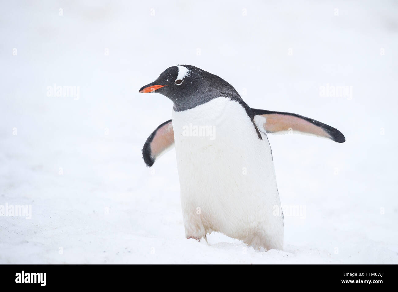 Gentoo penguin Pygoscelis papua, Isole Aitcho, Barrientos Isola, inglese stretto, a sud le isole Shetland, Antartide Foto Stock