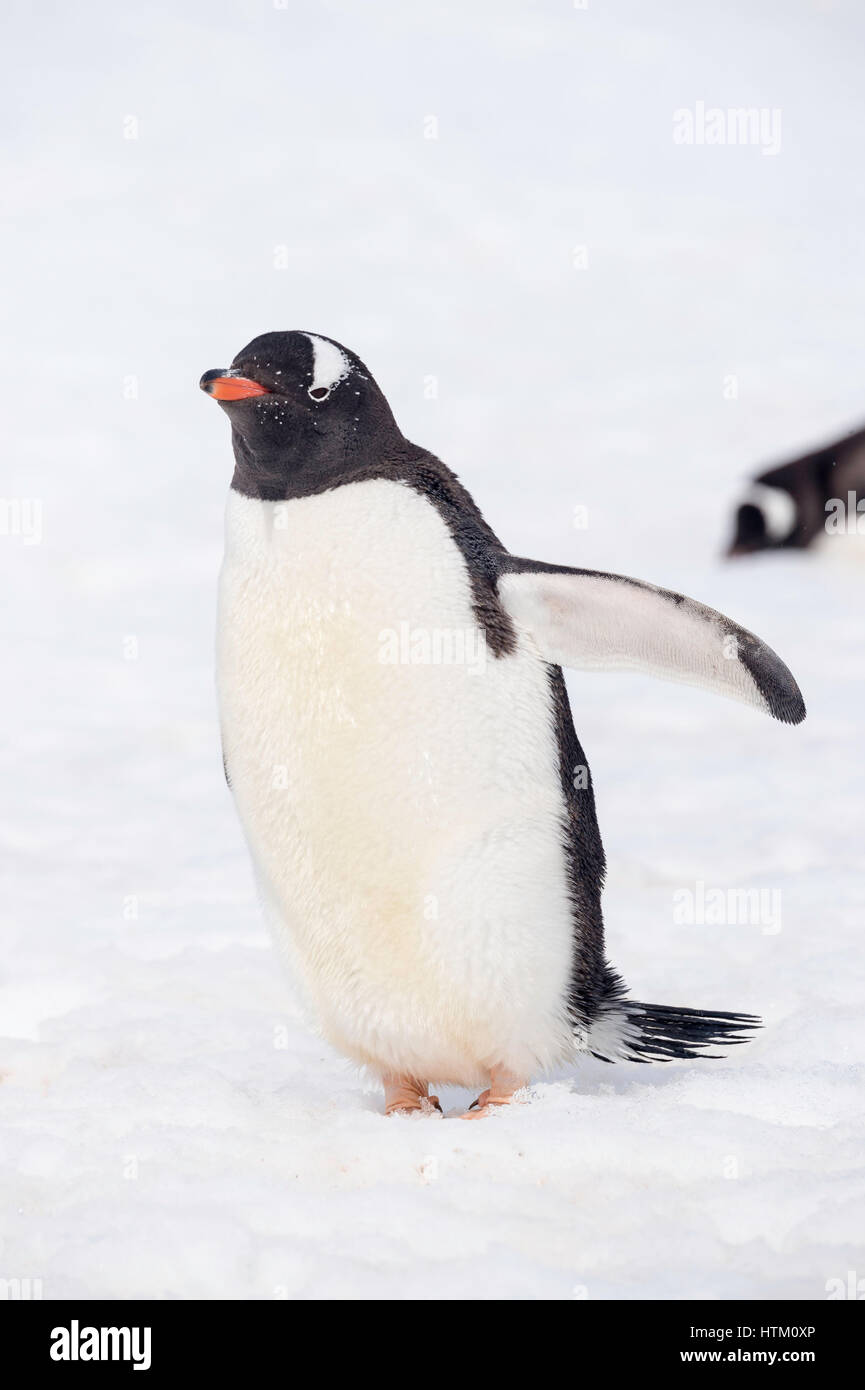 Gentoo penguin Pygoscelis papua, Neko Harbour, Palmer arcipelago, Penisola Antartica, Antartide Foto Stock