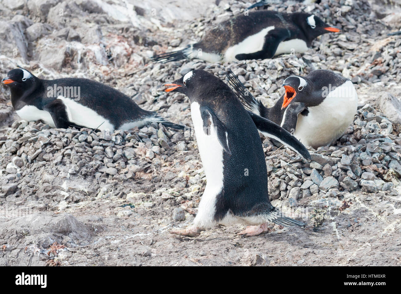 Gentoo penguin Pygoscelis papua, Neko Harbour, Palmer arcipelago, Penisola Antartica, Antartide Foto Stock