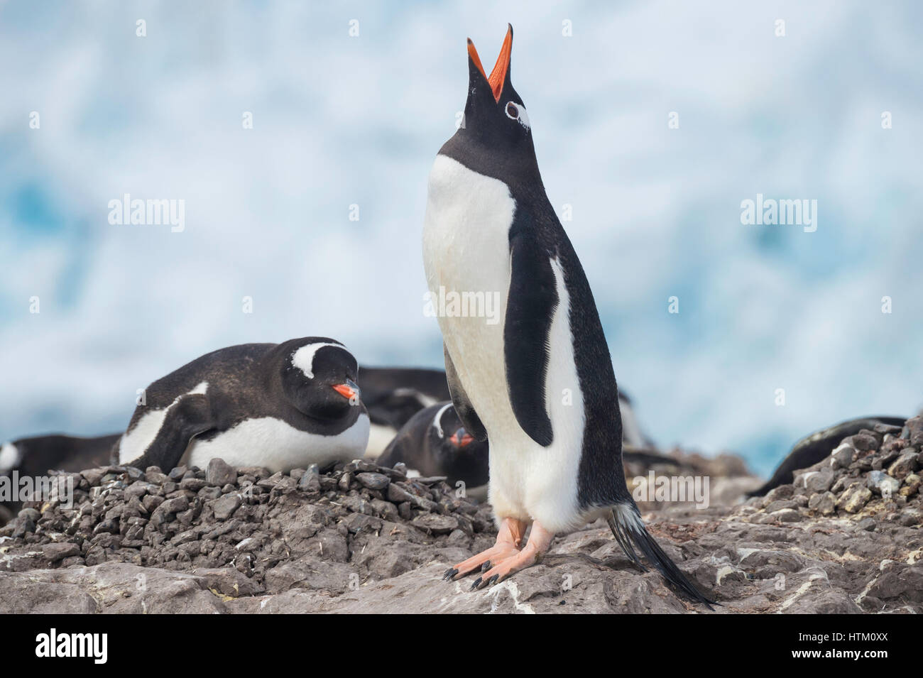 Gentoo penguin Pygoscelis papua, Neko Harbour, Palmer arcipelago, Penisola Antartica, Antartide Foto Stock