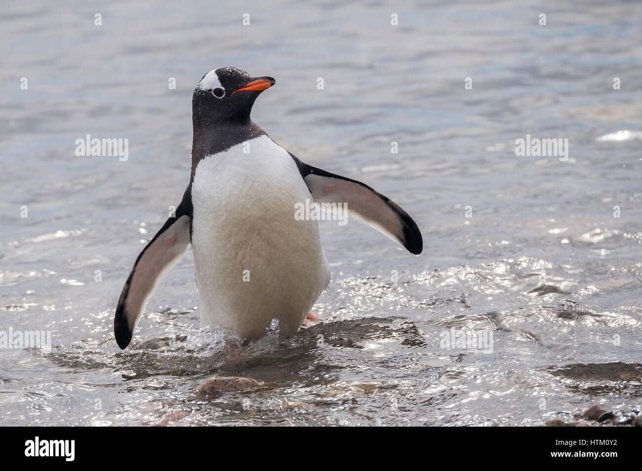 Gentoo penguin Pygoscelis papua, Neko Harbour, Palmer arcipelago, Penisola Antartica, Antartide Foto Stock