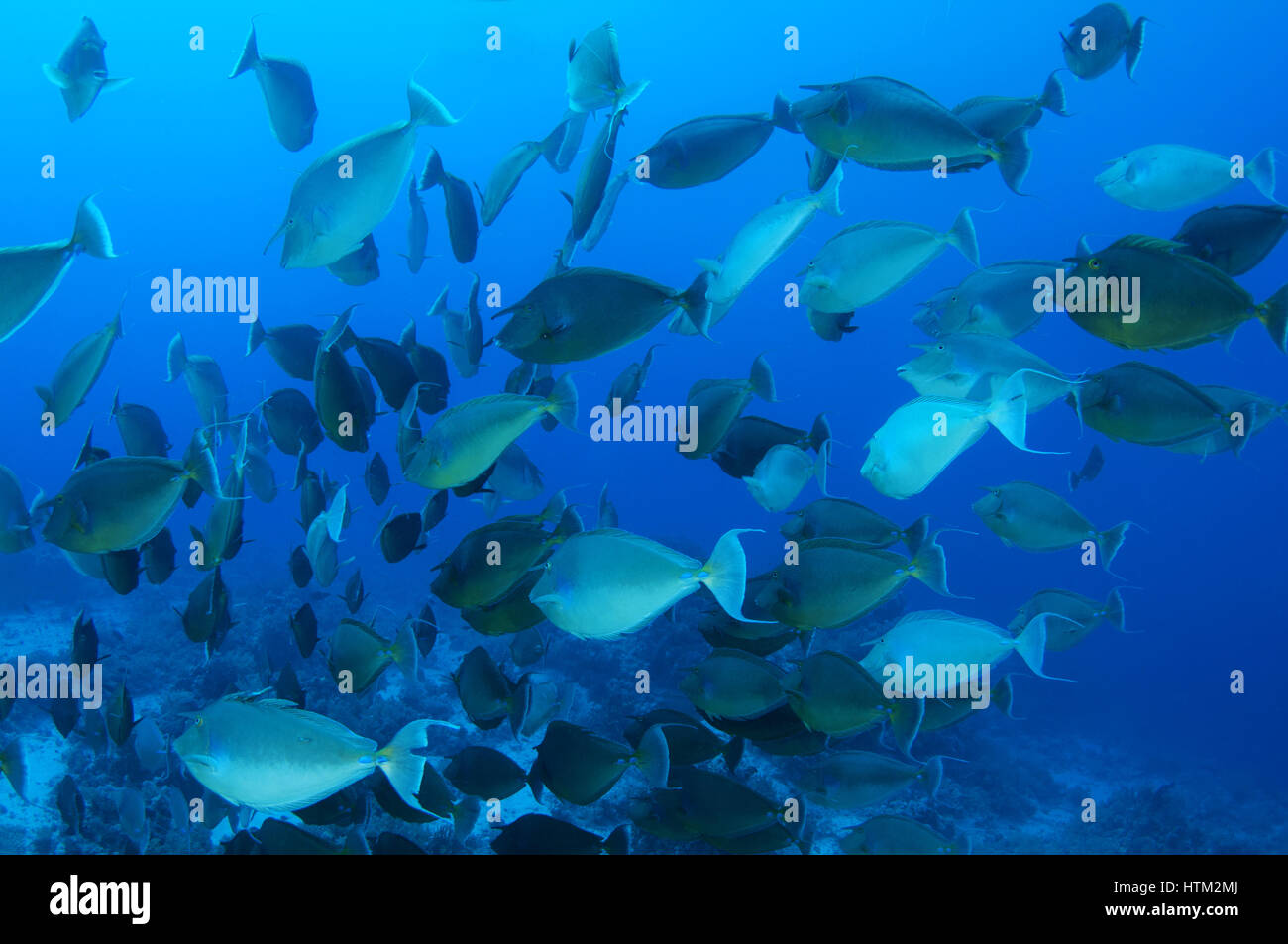 Scuola di pesce unicornfish allungato (Naso lopezi) sulle acque blu di sfondo, Mar Rosso, Egitto Foto Stock