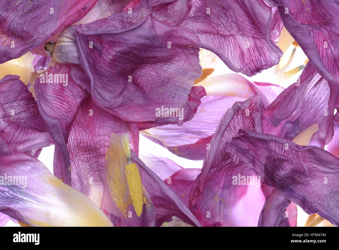 Essiccato tulip petali di fiori come sfondo Foto Stock