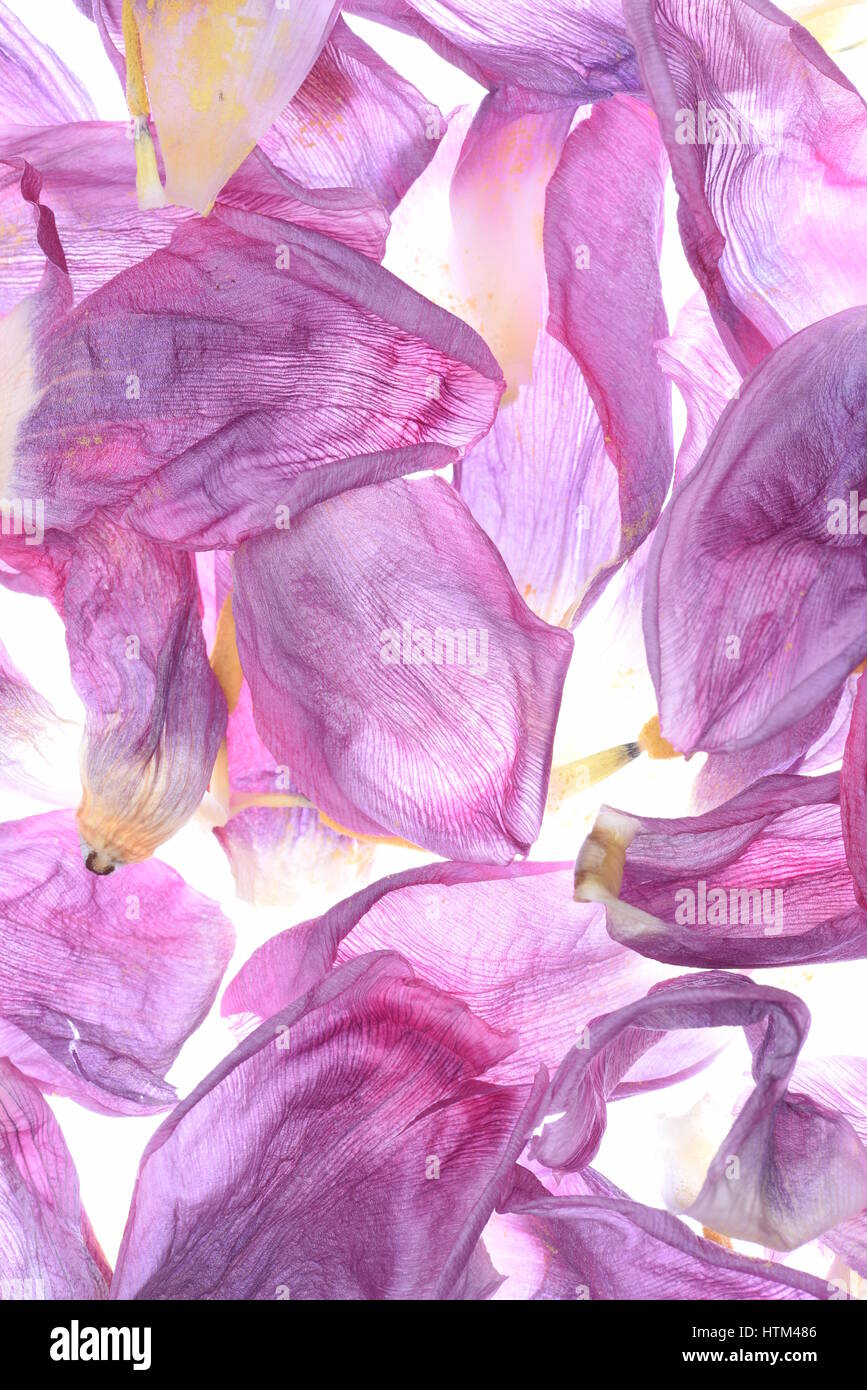Essiccato tulip petali di fiori come sfondo Foto Stock