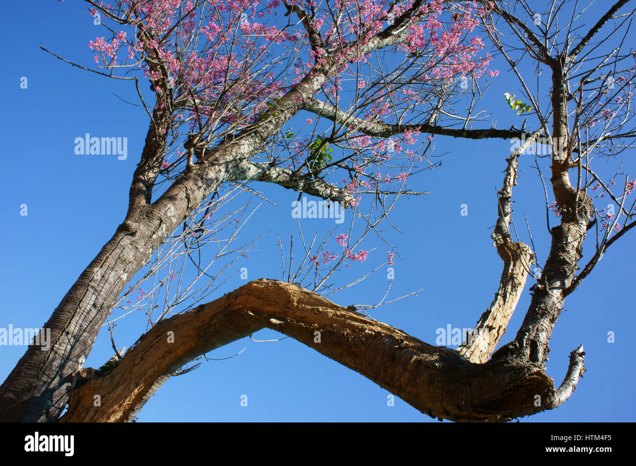 Fiore di primavera, bella sakura fiorisce in rosa vibranti, la fioritura dei ciliegi è speciale di Dalat, Vietnam, fiorisce in primavera fanno sfondo astratto Foto Stock