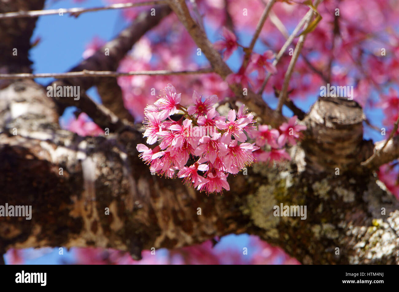 Fiore di primavera, bella sakura fiorisce in rosa vibranti, la fioritura dei ciliegi è speciale di Dalat, Vietnam, fiorisce in primavera fanno sfondo astratto Foto Stock