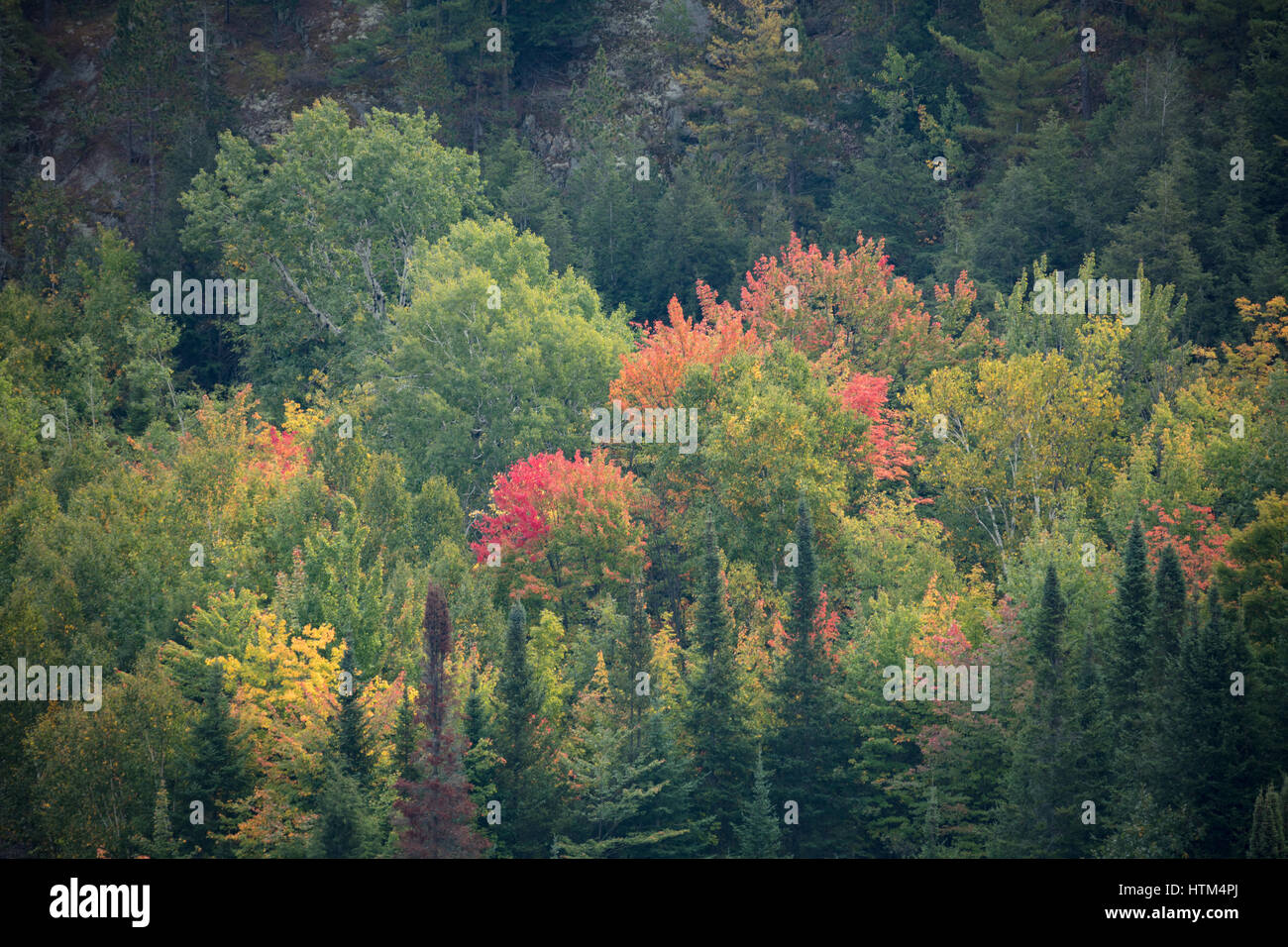 I colori autunnali sfrangiare Charlton Lago, nr coregoni cade, Distretto di Sudbury, Ontario, Canada Foto Stock