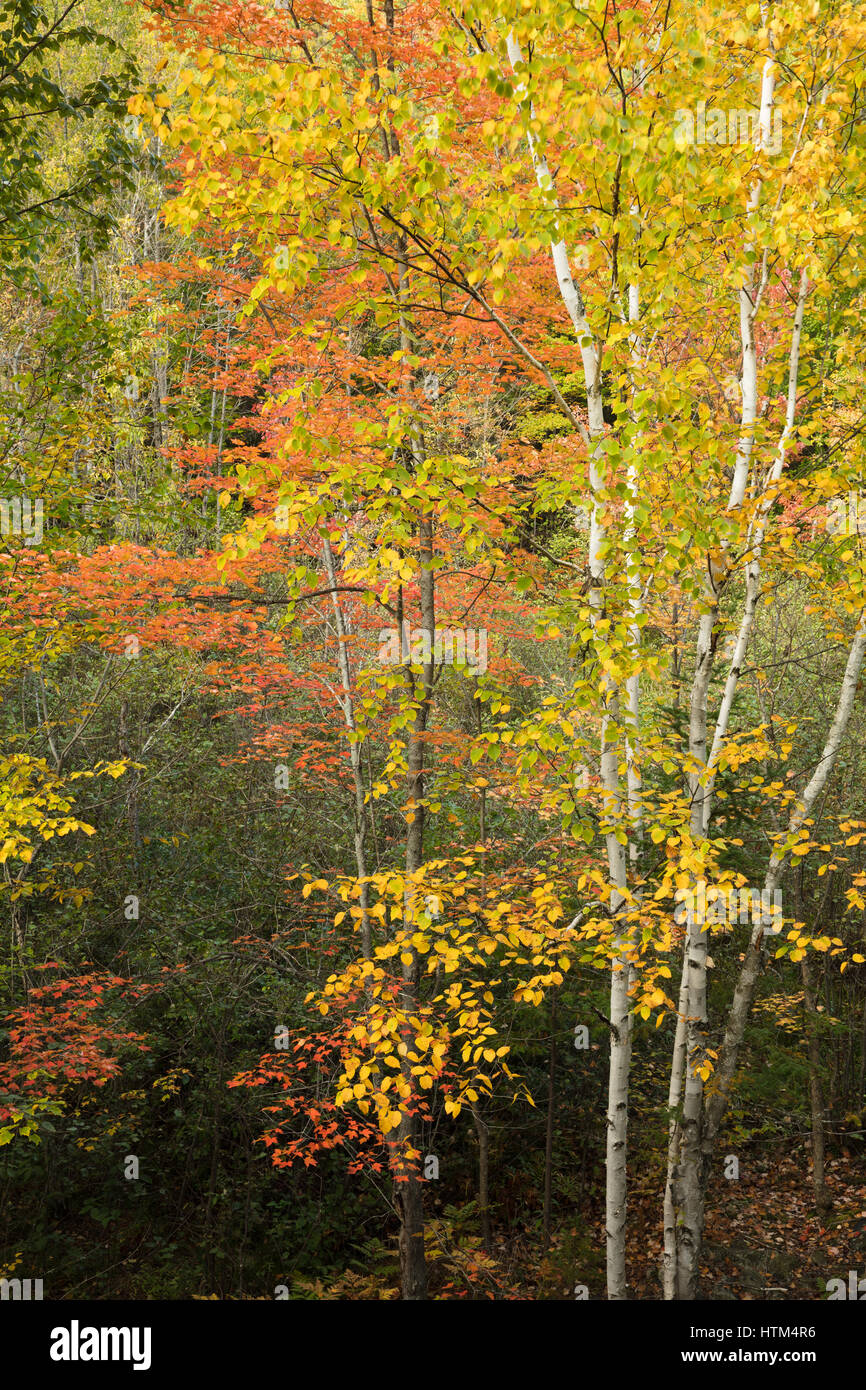 I colori autunnali sfrangiare Charlton Lago, nr coregoni cade, Distretto di Sudbury, Ontario, Canada Foto Stock