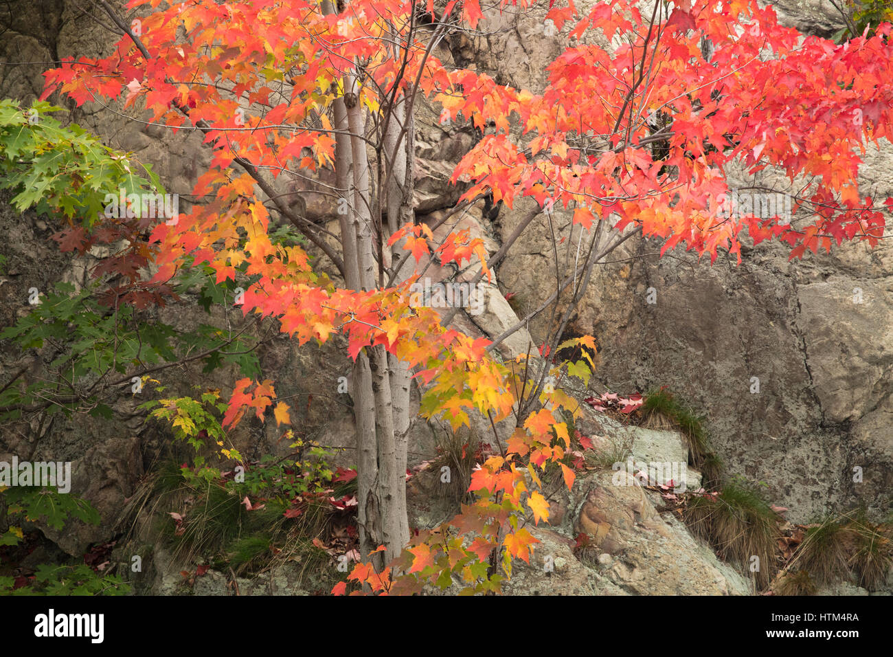 I colori autunnali sfrangiare Frood Lago, nr coregoni cade, Distretto di Sudbury, Ontario, Canada Foto Stock