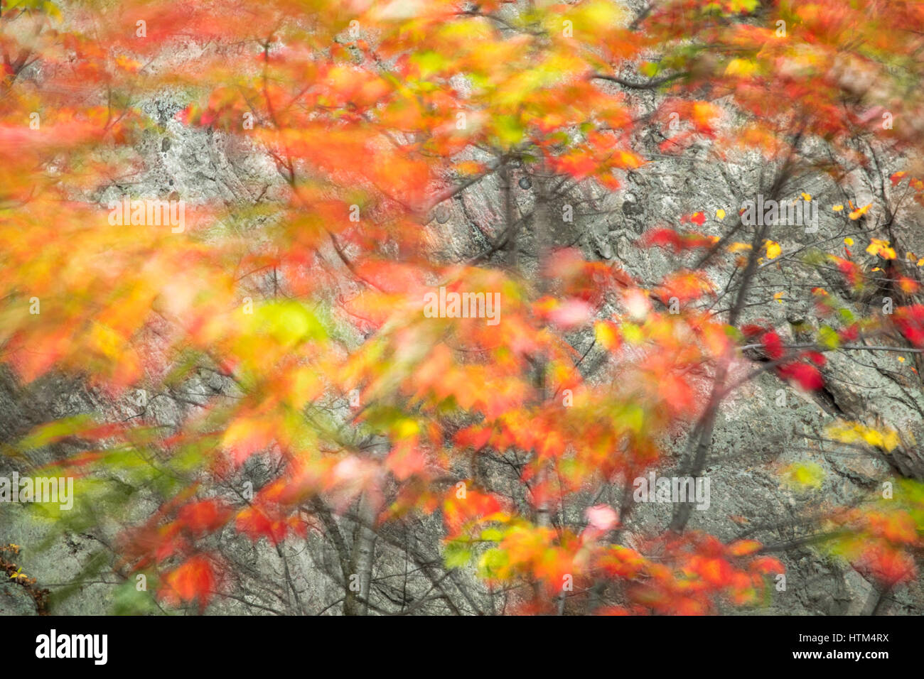 I colori autunnali sfrangiare Frood Lago, nr coregoni cade, Distretto di Sudbury, Ontario, Canada Foto Stock