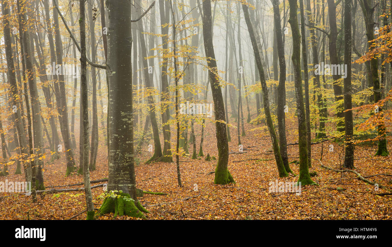Misty boschi autunnali nr Baume-les-Messieurs, Jura, Franca Contea, Francia Foto Stock