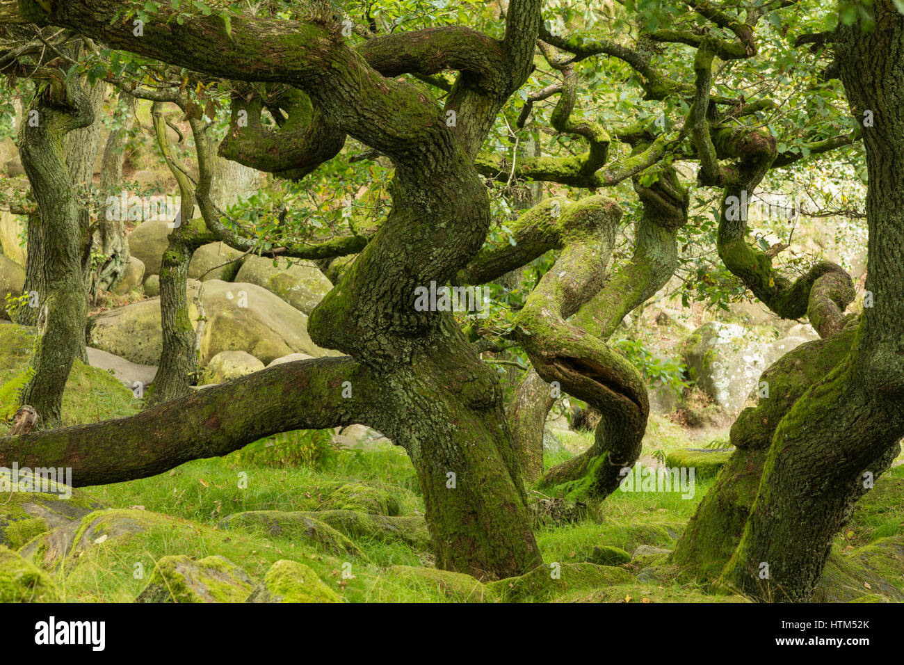 Twisted tronchi di alberi in Padley Gorge, picchi Derbyshire District, England, Regno Unito Foto Stock