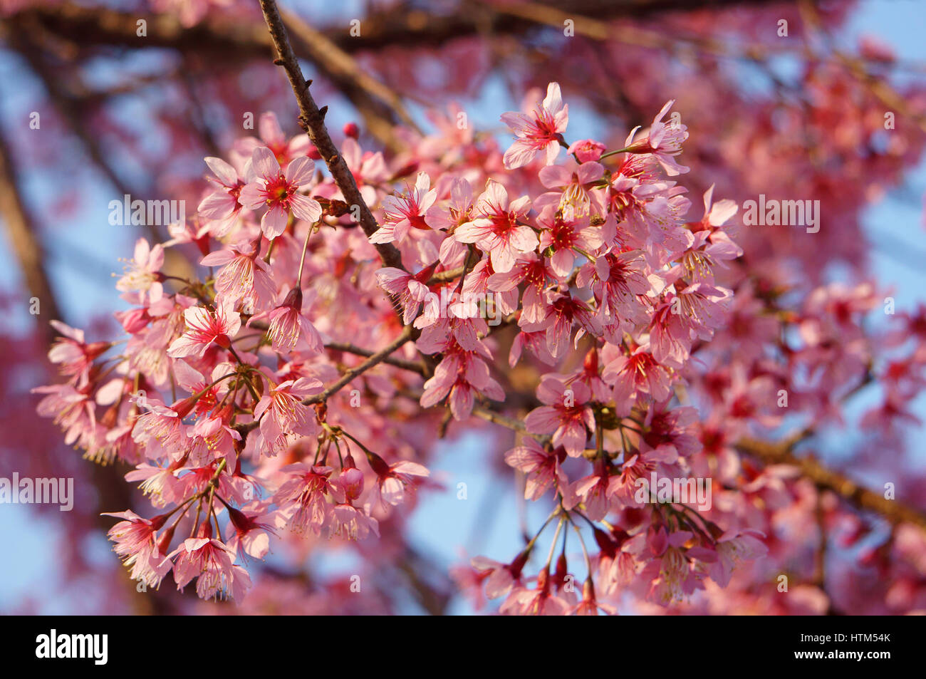 Fiore di primavera, bella sakura fiorisce in rosa vibranti, la fioritura dei ciliegi è speciale di Dalat, Vietnam, fiorisce in primavera fanno sfondo astratto Foto Stock