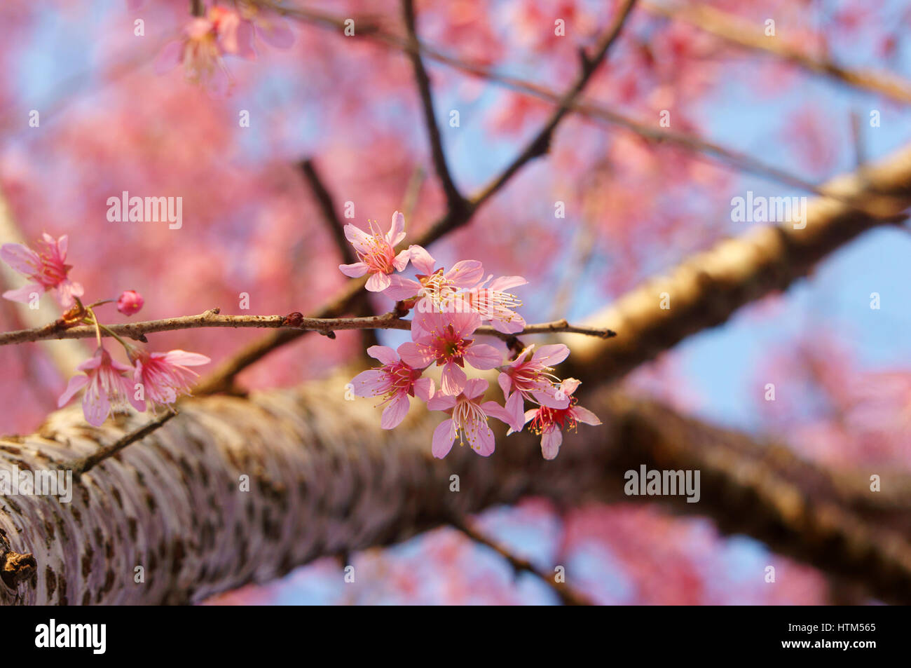 Fiore di primavera, bella sakura fiorisce in rosa vibranti, la fioritura dei ciliegi è speciale di Dalat, Vietnam, fiorisce in primavera fanno sfondo astratto Foto Stock