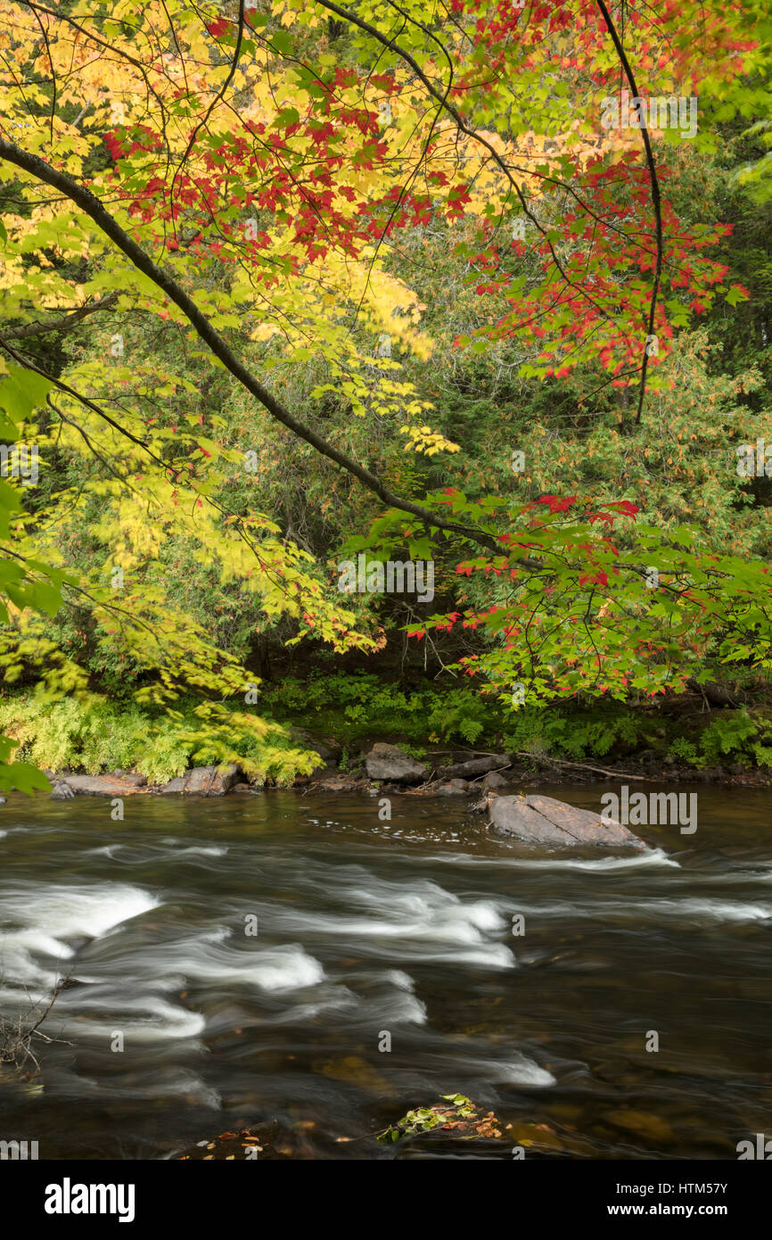 Colori dell'Autunno lungo il fiume Oxtongue a Ragged Falls Provincial Park, Ontario, Canada Foto Stock